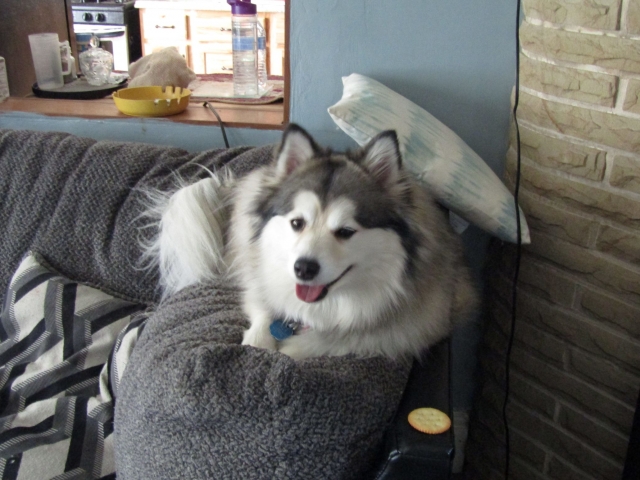 pups1012.jpg