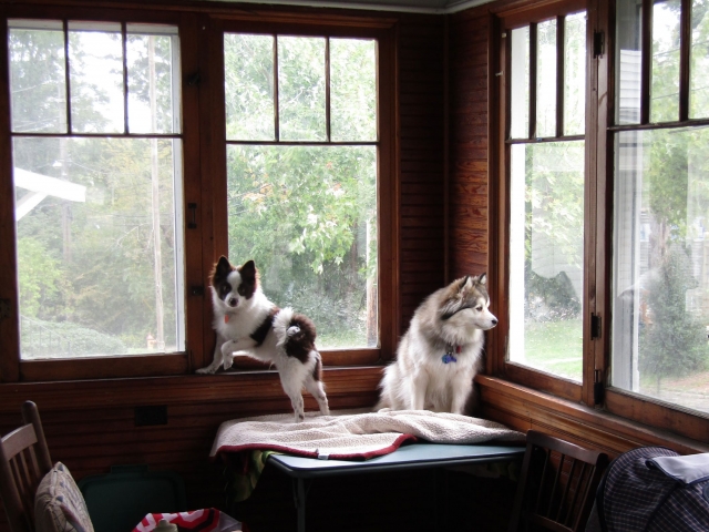 pups1013.jpg