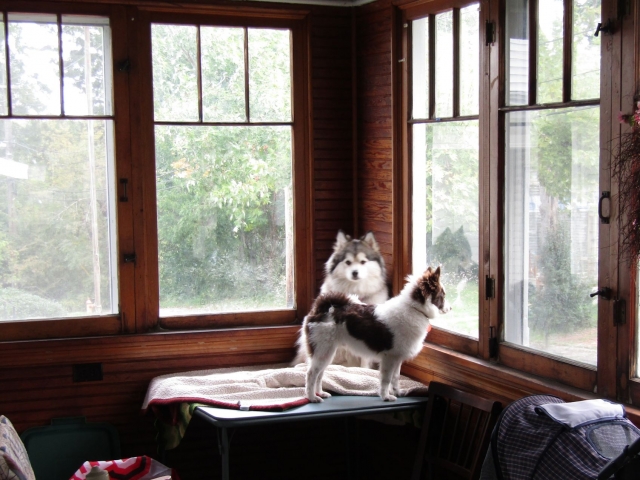 pups1014.jpg