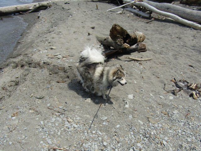 racoon02.jpg