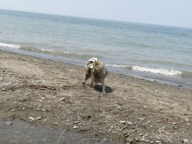 racoon13.jpg