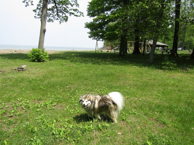 racoon14.jpg