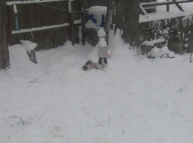 snowdog01.jpg