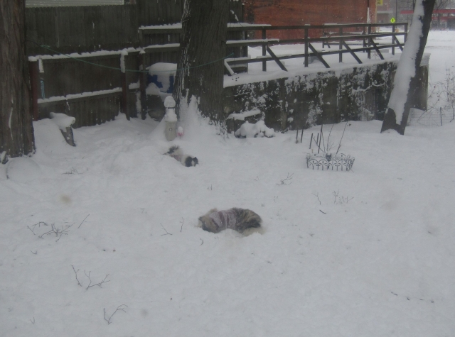 snowdog02.jpg