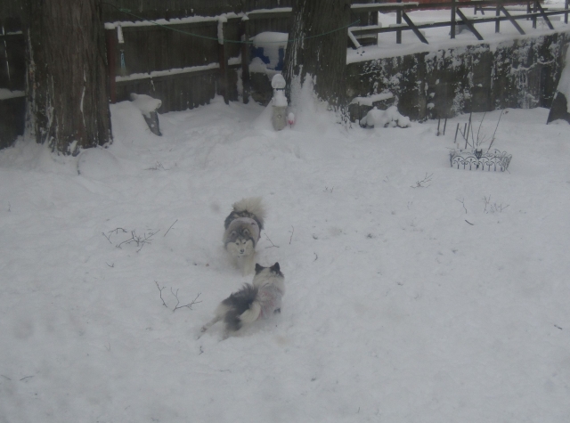 snowdog03.jpg