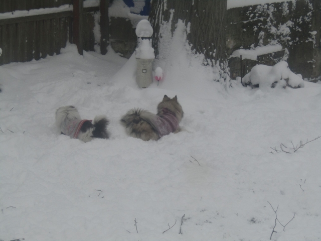 snowdog07.jpg
