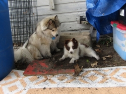 dig03.jpg
