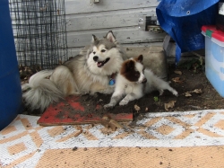 dig06.jpg
