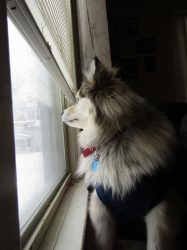 febpets01.jpg