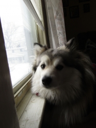 febpets02.jpg