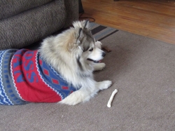 febpets06.jpg