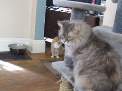febpets07.jpg
