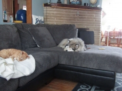 lazy01.jpg