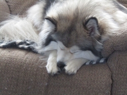 lazy03.jpg