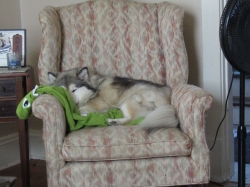 lazy62201.jpg