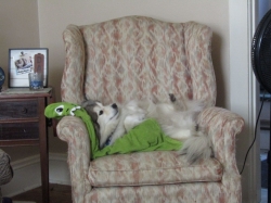 lazy62202.jpg