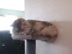 lazypetsjuly02.jpg
