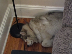 lazypetsjuly03.jpg