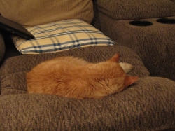 lazypetsjuly04.jpg