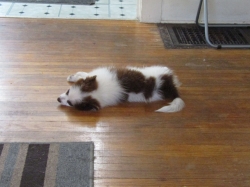 lazypetsjuly05.jpg
