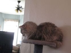 lazypetsjuly06.jpg