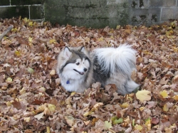leaves03.jpg