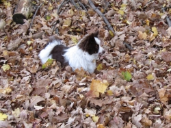 leaves06.jpg
