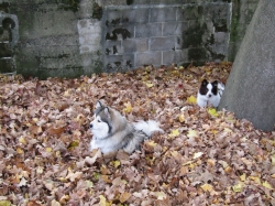 leaves08.jpg