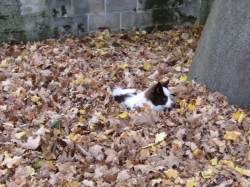 leaves09.jpg