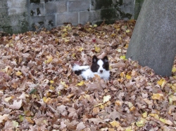 leaves10.jpg