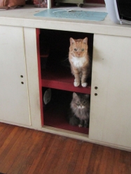 octpets1.jpg