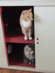 octpets2.jpg