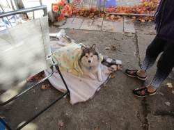 octpets3.jpg