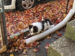 octpets4.jpg