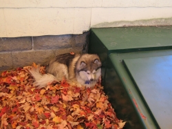 octpets5.jpg
