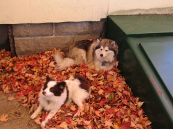 octpets6.jpg