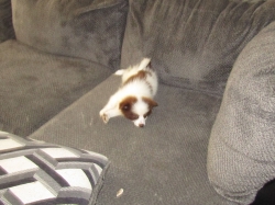 pup.jpg
