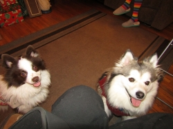puppies01.jpg