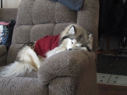 puppies03.jpg