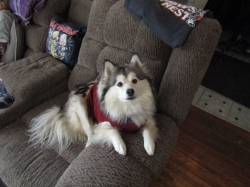 puppies06.jpg