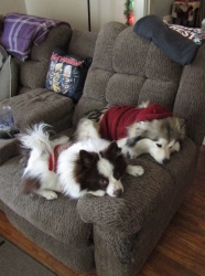 puppies09.jpg