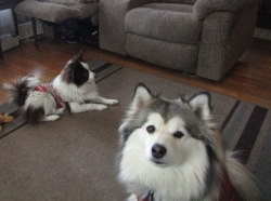 puppies12.jpg