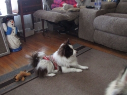 puppies13.jpg