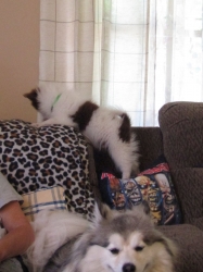 puppyjul02.jpg