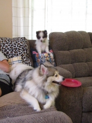 puppyjul03.jpg