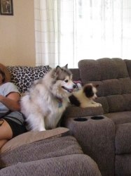 puppyjul04.jpg