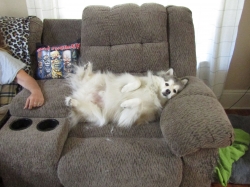 puppyjul11.jpg