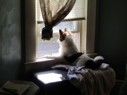 pups1011.jpg