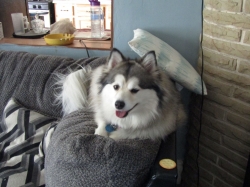 pups1012.jpg