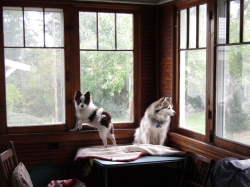 pups1013.jpg